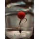Пушещи плуващи топчета T-BAITS DRAGON SMOKE Smoking Pop Up 12mm Пушещи плуващи топчета T-BAITS DRAGON SMOKE Smoking Pop Up 12mm